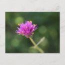 Search for yellow blossoms postcards Nature