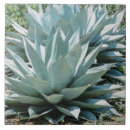 Search for agave tiles Plant