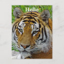 Search for animal face postcards Nature