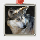 Search for grey wolf Mammal