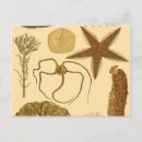 Search for algae postcards Anemone