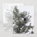Search for eagle feather postcards Feathers