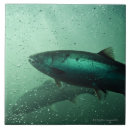 Search for salmon tiles Animal