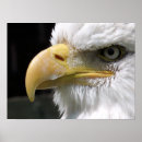 Search for birds of prey posters Raptor