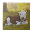 Search for resting tiles Animal