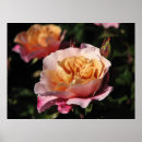 Search for shrub posters Garden