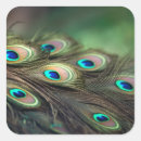 Search for feathers stickers Plumage