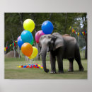 Search for elephants photography Animal