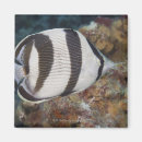 Search for grace magnets Swimming