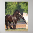Search for black and white horse art Breed