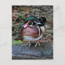 Search for wood ducks postcards Nature