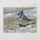 Search for jays postcards Snow