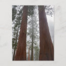 Search for giant tree postcards Woods