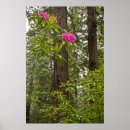 Search for tree lady art California