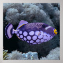 Search for triggerfish posters Sea