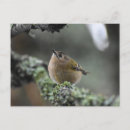 Search for tiny postcards Bird