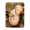 Search for fungi magnets Fungus