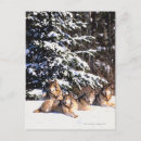 Search for wolf pack postcards Nature