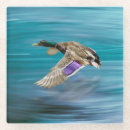 Search for duck coasters Bird
