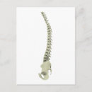 Search for vertebrae postcards Vertical