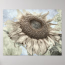 Search for vintage sunflower posters Rustic