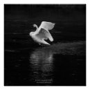 Search for trumpeter swan posters Nature