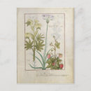 Search for medicinal plants postcards Testard