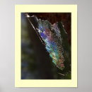 Search for caught posters Nature