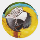 Search for blue and gold macaw stickers Nature
