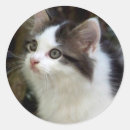 Search for angel cat stickers Animal