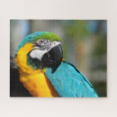 Search for talking puzzles Parrot