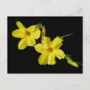 Search for jasmine postcards Yellow