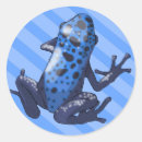 Search for dart frog stickers Amphibian