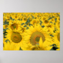 Search for sunflowers nature flowers floral posters Plant