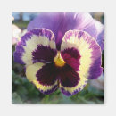 Search for pansy magnets Yellow