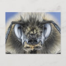 Search for compound postcards Insect