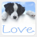 Search for collie border stickers Puppies