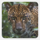 Search for jaguar stickers Wild