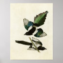Search for magpies posters Illustration