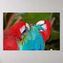 Search for macaw parrot posters Animal