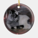 Search for nigerian dwarf goat Pygmy