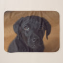 Search for black labrador blankets Retriever