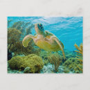 Search for turtle horizontal postcards Reef