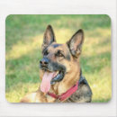 Search for shepard electronics Animal