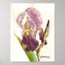 Search for bearded iris posters Flower