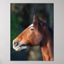 Search for clydesdale horse art Breed