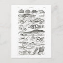 Search for tortoises postcards Reptiles
