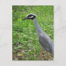 Search for strut postcards Animal