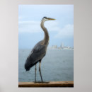 Search for heron posters Fowl