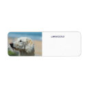 Search for poodle cards invites Labrador